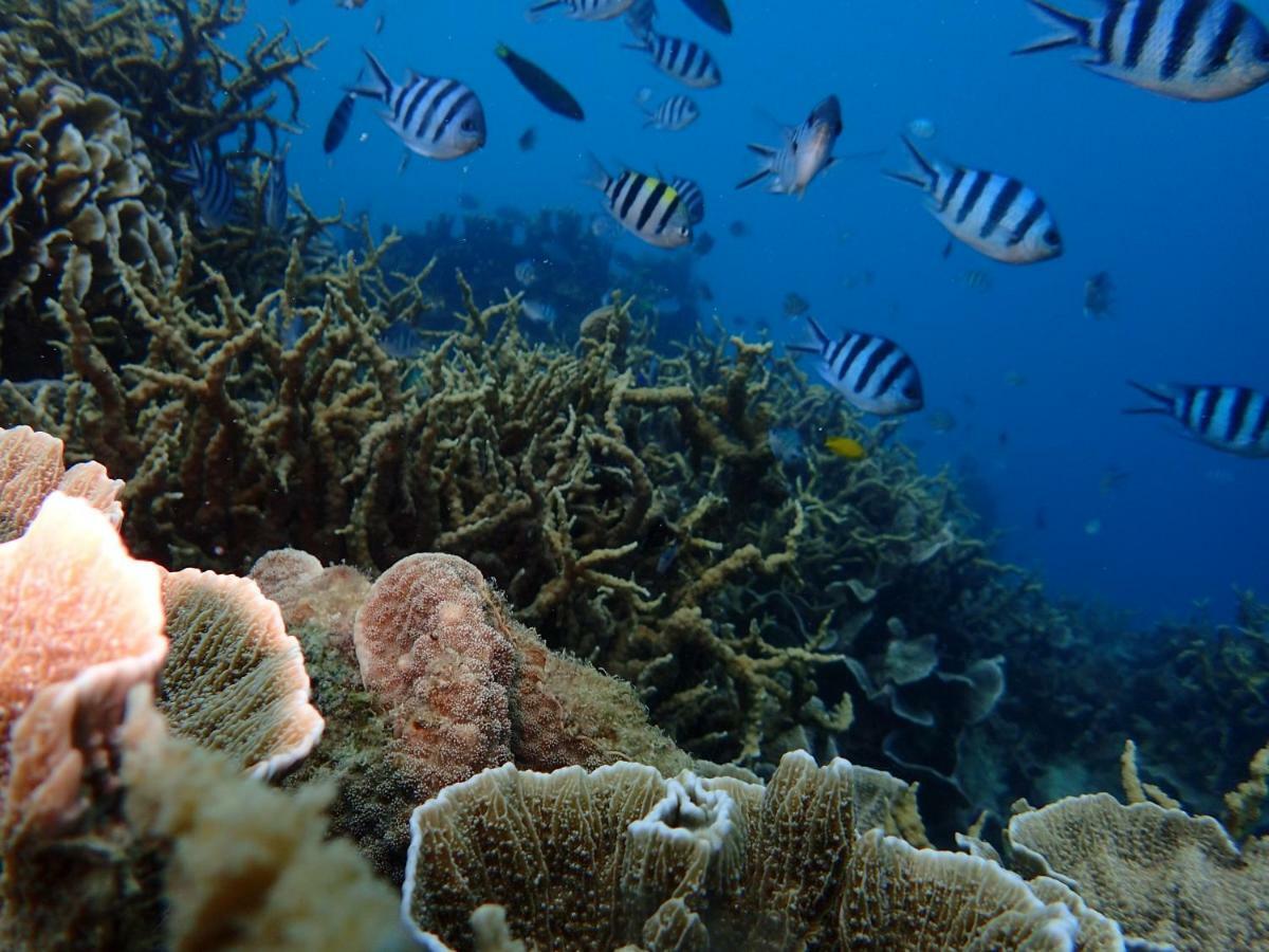 Blue Coral Homestay كاريمونجاوا المظهر الخارجي الصورة