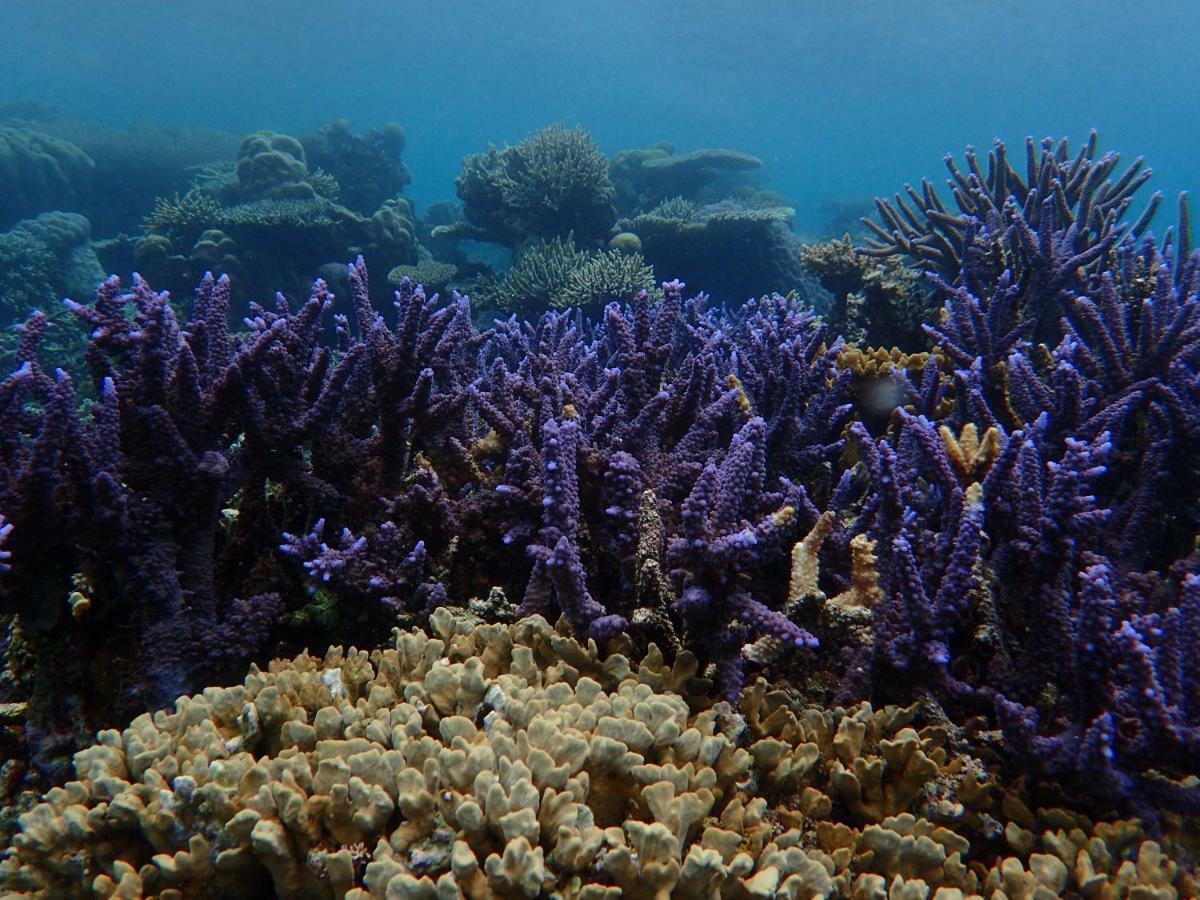 Blue Coral Homestay كاريمونجاوا المظهر الخارجي الصورة